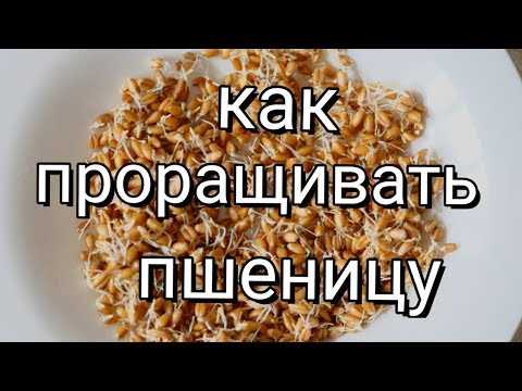 Простой и эффективный способ проращивания пшеницы в домашних условиях для приготовления питательных и полезных блюд