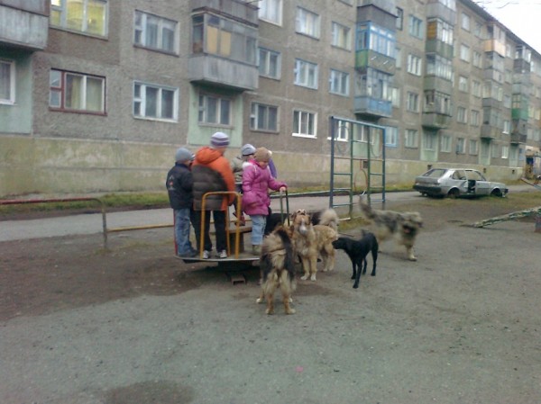 Бродячие собаки на улице и во дворе, как избавиться и куда обращаться