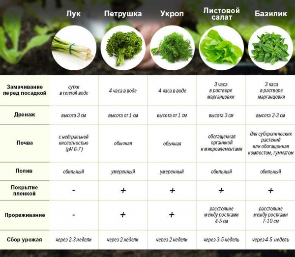 7 простых шагов – как посадить и вырастить шикарный укроп дома на подоконнике